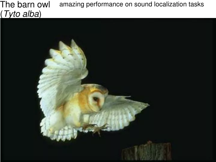amazing performance on sound localization tasks