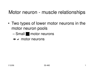 Motor neuron - muscle relationships