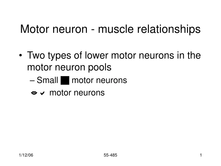 motor neuron muscle relationships