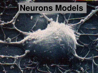 Neurons Models