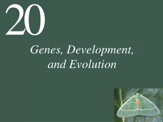 Genes, Development,  and Evolution