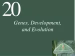 Evolutionary Developmental Biology: Small Genetic Changes & Phenotype Transformation - slide 1