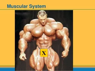 Muscular System