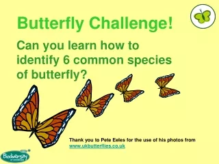 Butterfly Challenge!