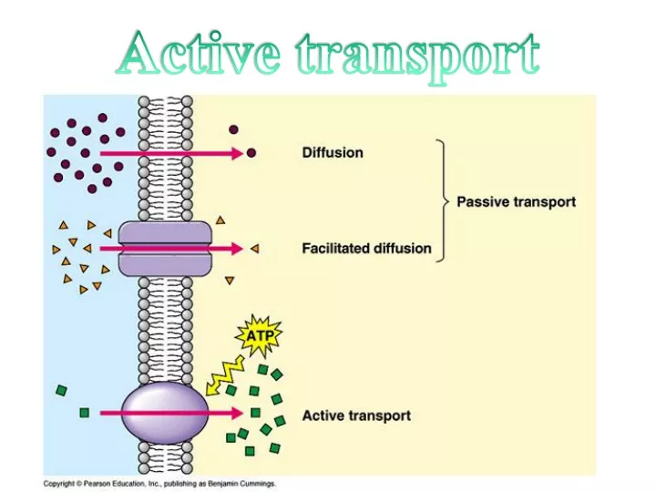 active transport