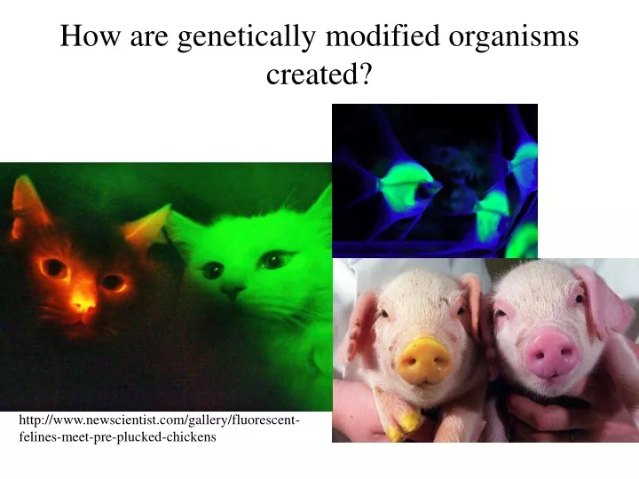 how are genetically modified organisms created