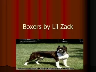 Boxers by Lil Zack