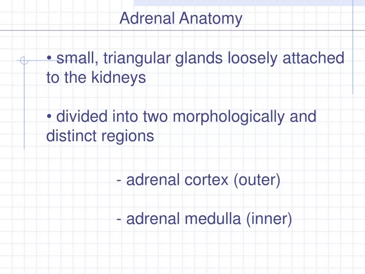 adrenal anatomy