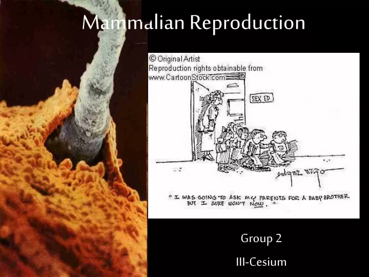 mammalian reproduction