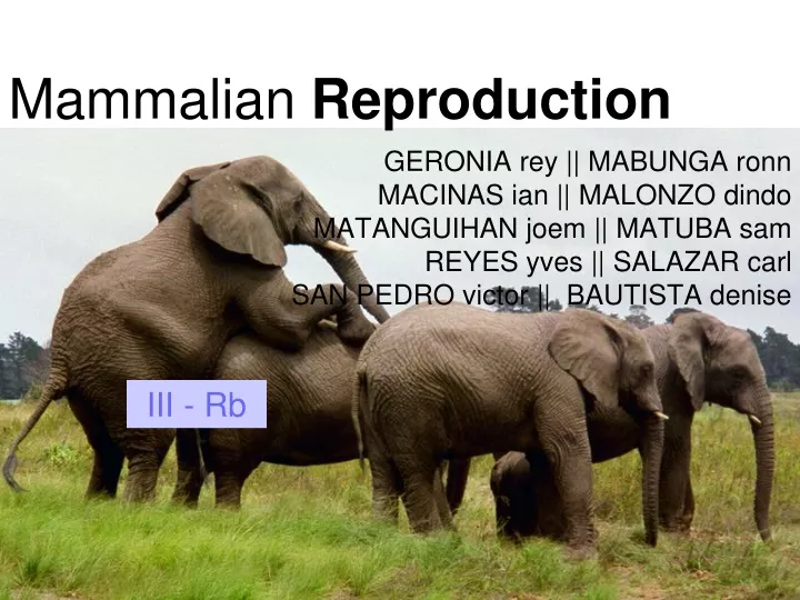 mammalian reproduction