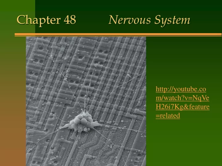 chapter 48 nervous system