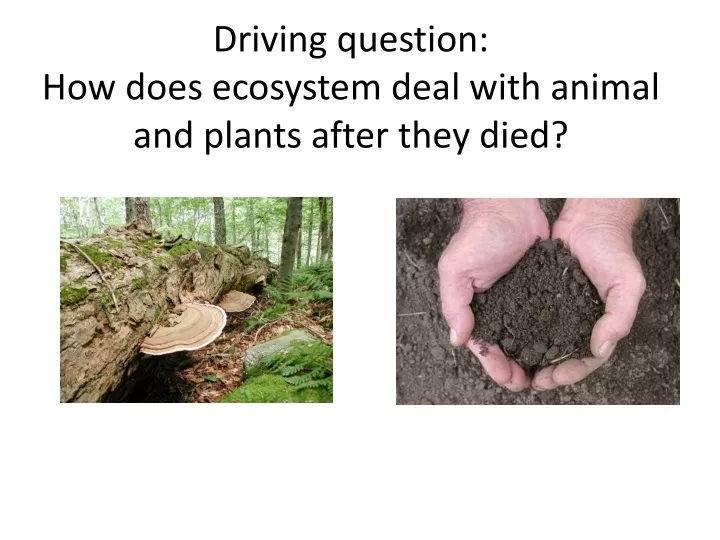 driving question how does ecosystem deal with animal and plants after they died
