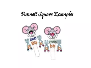Punnett Square Examples