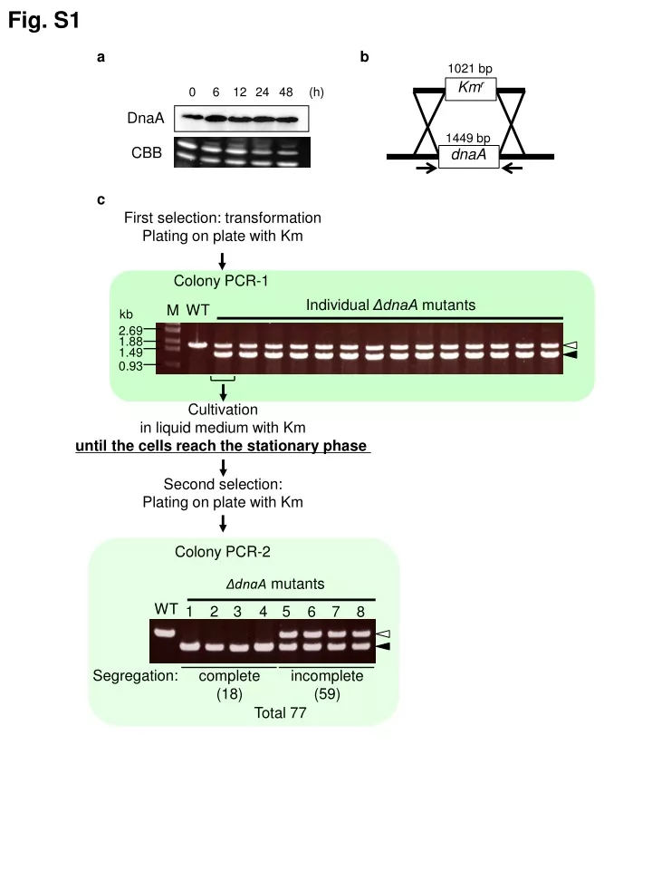 fig s1