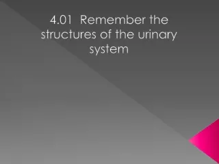 4.01  Remember the structures of the urinary system