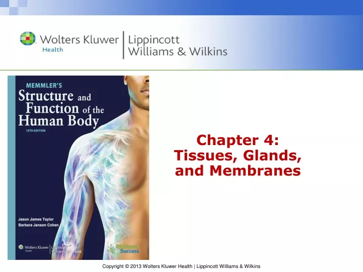 chapter 4 tissues glands and membranes