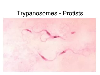 Trypanosomes - Protists