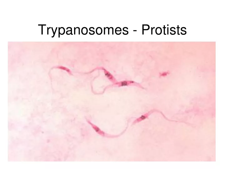 trypanosomes protists