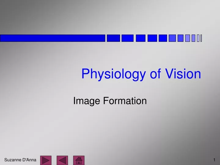 physiology of vision