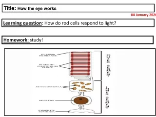 Learning question : How do rod cells respond to light?