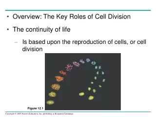 Overview: The Key Roles of Cell Division The continuity of life
