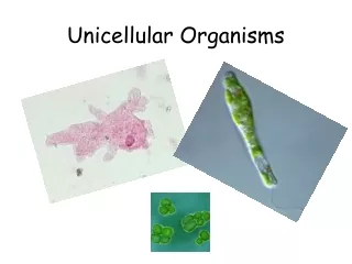 Unicellular Organisms