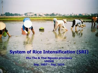 System of Rice Intensification (SRI) Phu Tho &amp; Thai Nguyen provinces VM008 Sep, 2007 – Sep, 2010