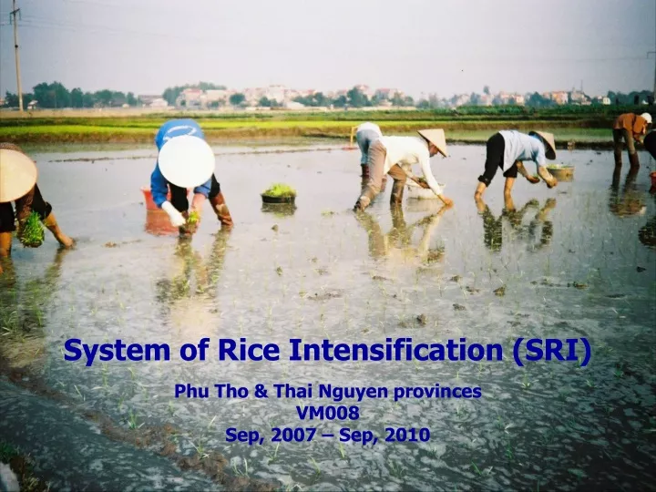 system of rice intensification sri phu tho thai