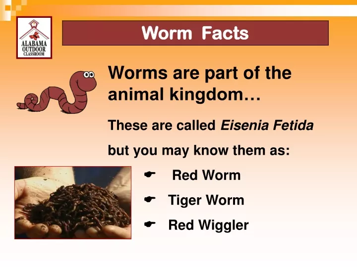 worms are part of the animal kingdom these