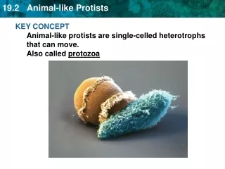 KEY CONCEPT Animal-like protists are single-celled heterotrophs that can move.