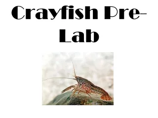 Crayfish Pre-Lab