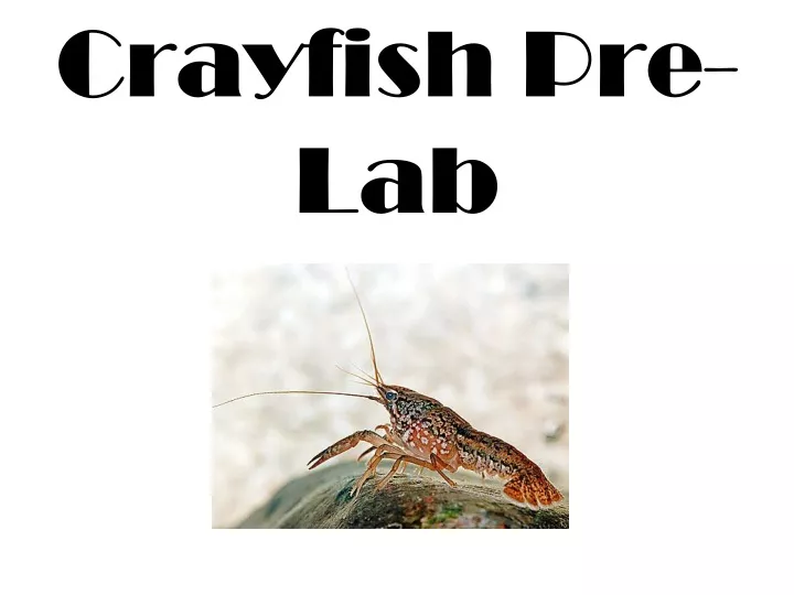 crayfish pre lab