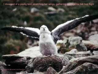 I dreamed of a young bird, stretching her wings, gathering courage for her first flight