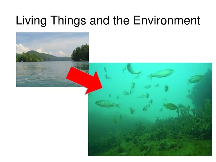 living things and the environment