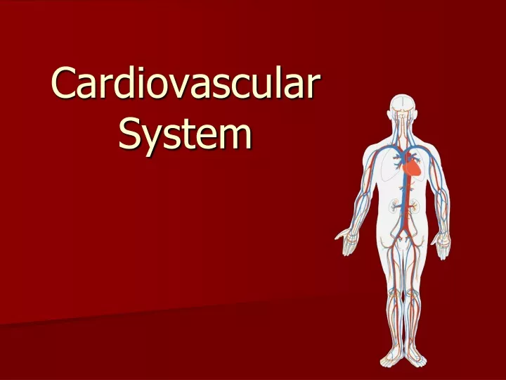 cardiovascular system