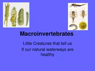Macroinvertebrates
