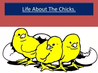 Life About The Chicks.