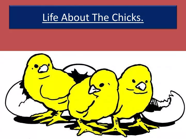life about the chicks