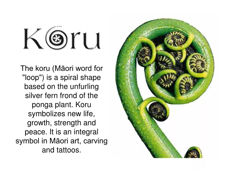 the koru m ori word for loop is a spiral shape