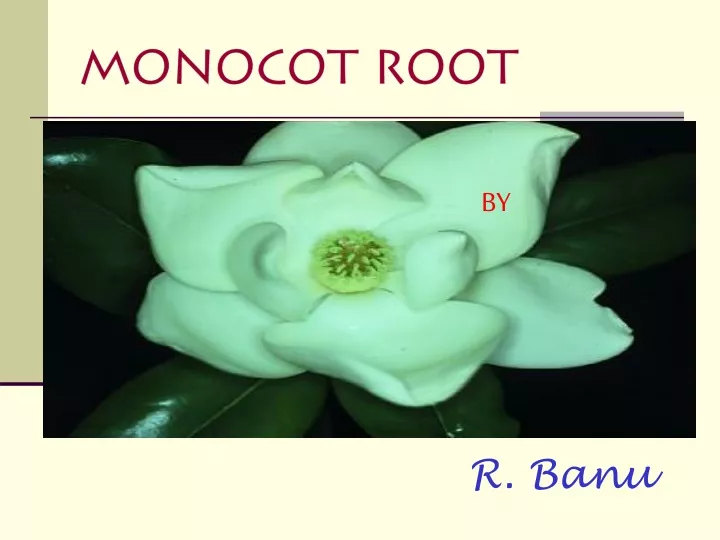 monocot root