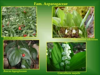 Fam. Asparagaceae