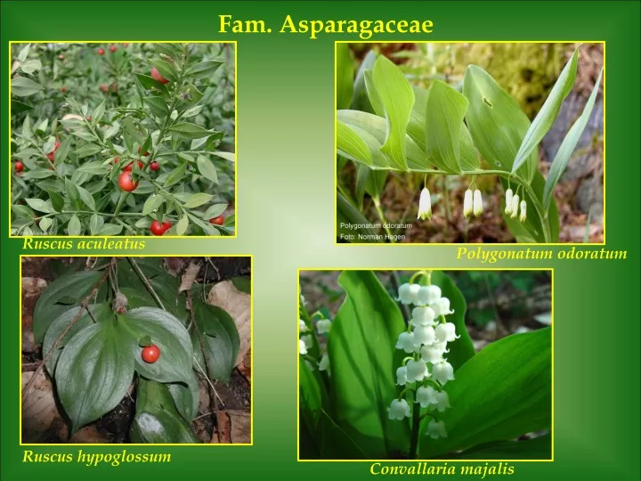 fam asparagaceae