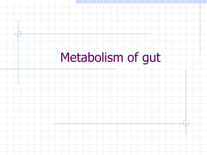 metabolism of gut