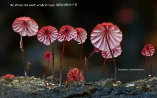 Marasmius haematocephalus.