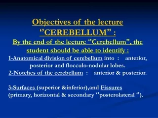 Objectives of the lecture  ‘’ CEREBELLUM ’’  :