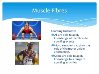 Muscle Fibres