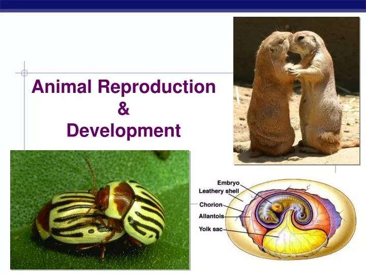 animal reproduction development