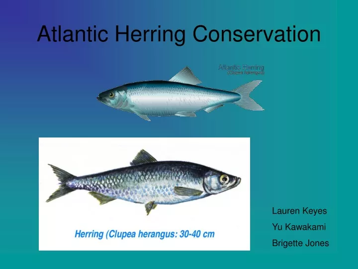 atlantic herring conservation