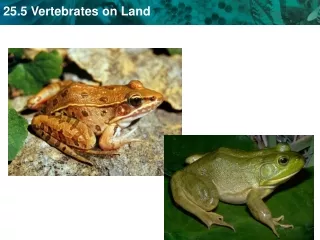 KEY CONCEPT  Reptiles, birds, and mammals are adapted for life on land.