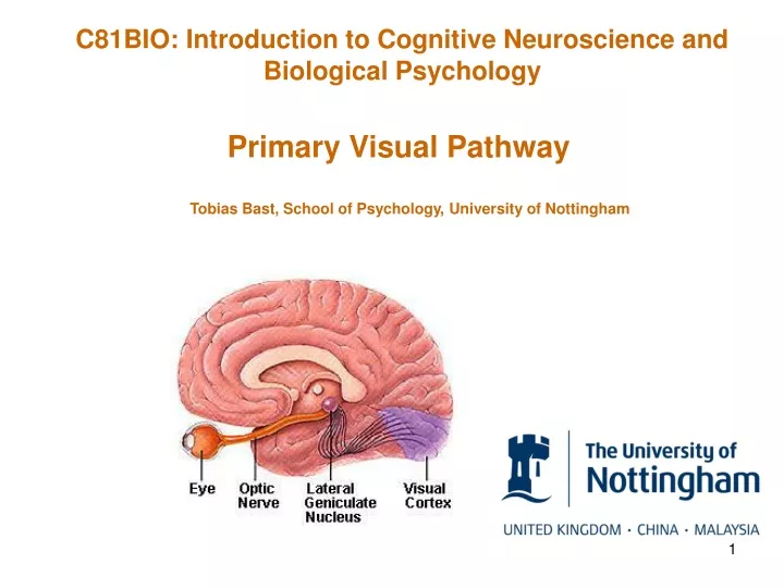 c81bio introduction to cognitive neuroscience